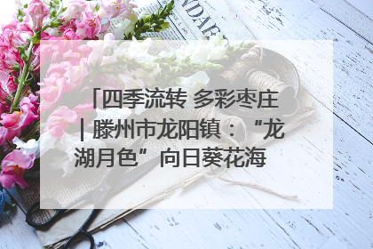 四季流转 多彩枣庄｜滕州市龙阳镇：“龙湖月色”向日葵花海 绘就乡村振兴新画卷